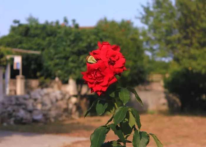 Apartments With Parking Space Orebic, Peljesac - 10256 Orebić